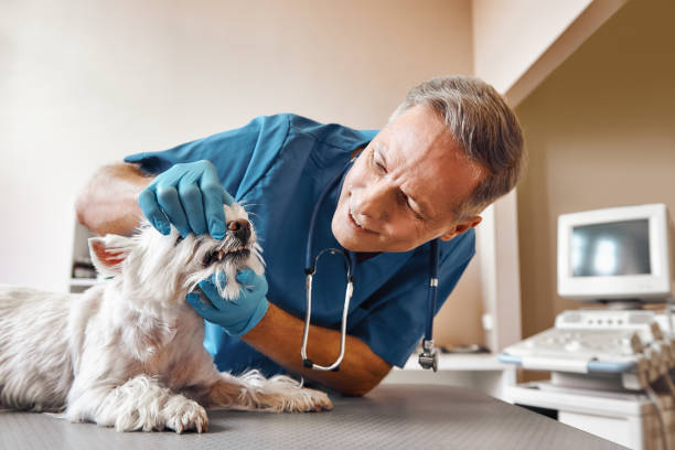 Best Emergency Dental Care for Broken or Chipped Teeth in Naco, AZ